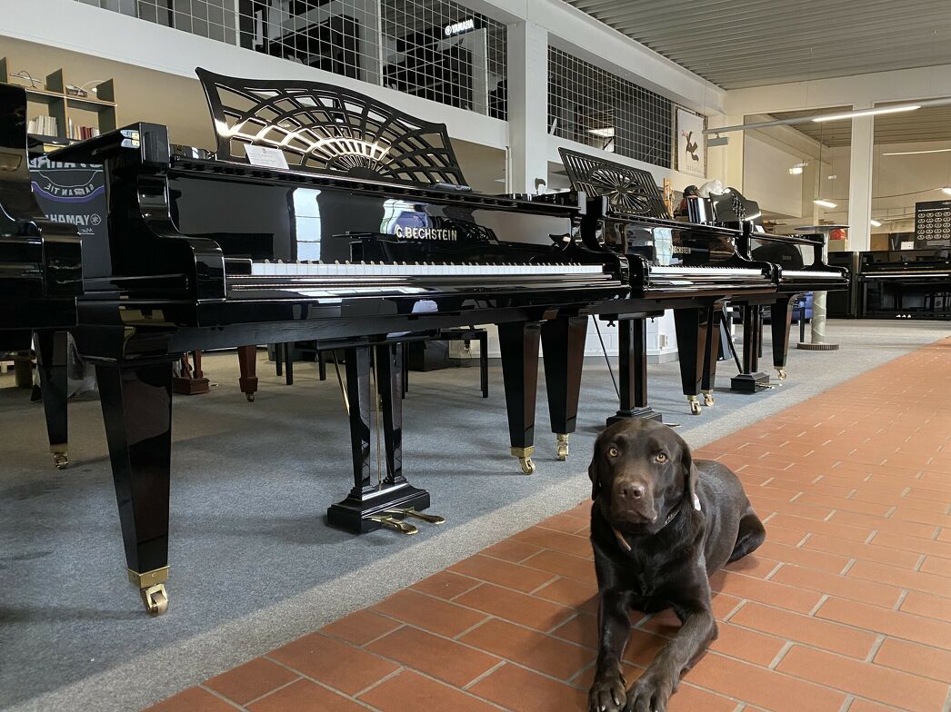 Bechstein B 210 von 1929 in Schwarz poliert